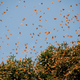 Illustration for article titled Mysterious Radar Cloud Over the Midwest Was Actually... Butterflies